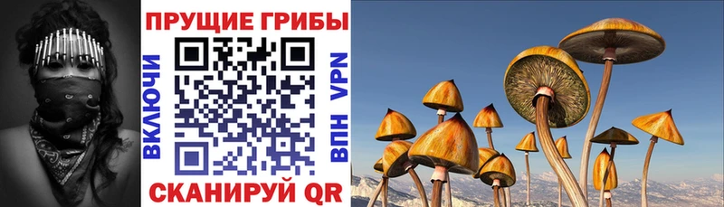 наркотики  Нижнекамск  Псилоцибиновые грибы Magic Shrooms 