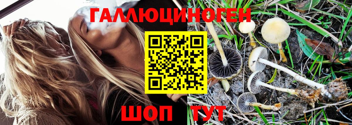 Галлюциногенные грибы GOLDEN TEACHER Нижнекамск